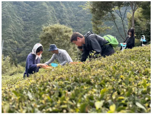 お茶畑整備体験