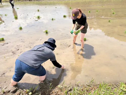 【田植え体験】    地域の人と一緒に、田植え体験