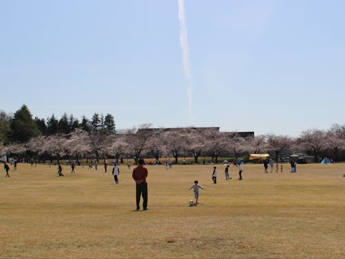 中央公園 春の様子