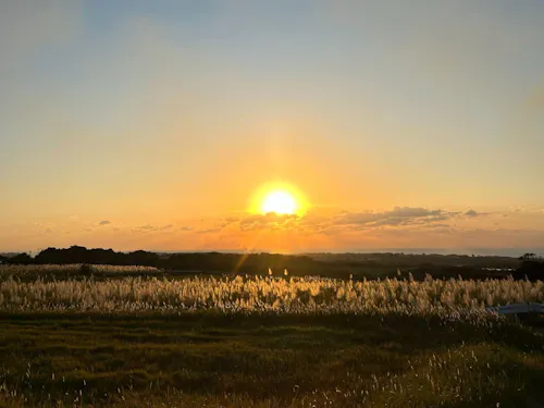 さとうきび畑からみえる夕日