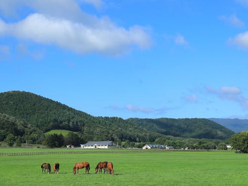 札幌から車で約2時間の馬好きが集まるまち