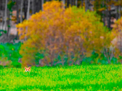 豊かな自然に包まれて。のどかな北の大地で出会った、秋の一コマ。