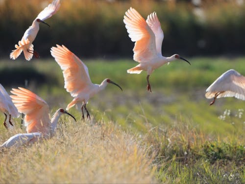 天然記念物の朱鷺と暮らす