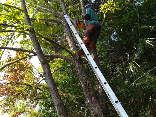 先祖から受け継いだ山林で、枝打ち作業(北川さん提供)