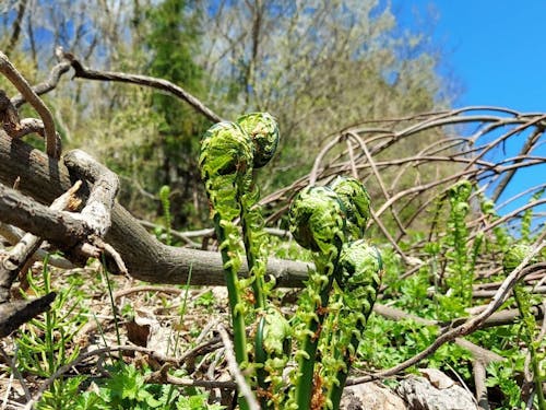 人気の山菜「こごみ」