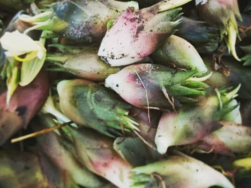 採れたてのミョウガ