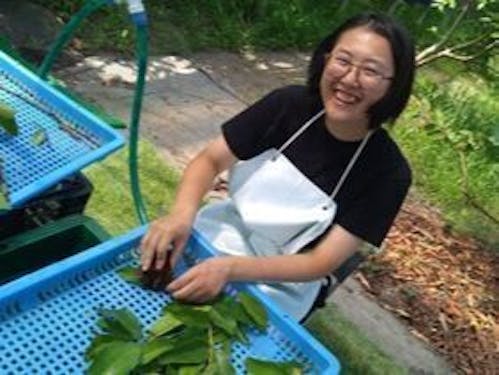 グアバ農園に就職しました!