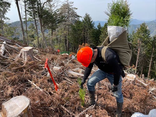植林作業の様子