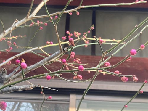 庭の梅の蕾。暖かくなるのが待ち遠しい!