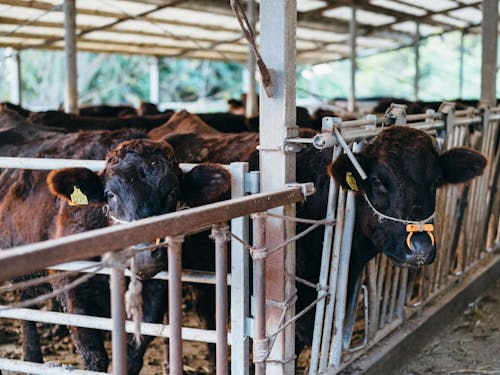 畜産も盛んな地域です