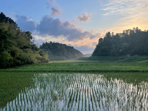 管理している水田の景色