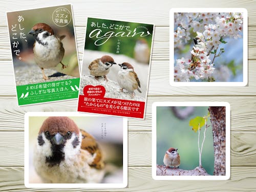 小さなスズメの世界や表情を大きく捉えた『あした、どこかで。』を4作出版