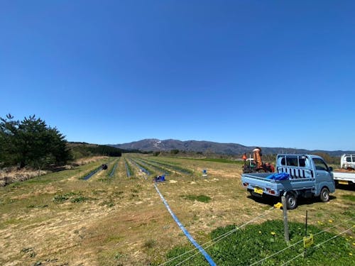 派遣先の畑での作業の様子