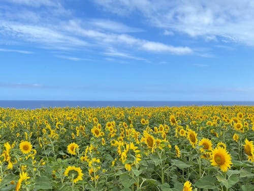 初夏のひまわり畑。空と海の青さから黄色がよく映える素敵な風景。