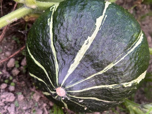 実際のかぼちゃ