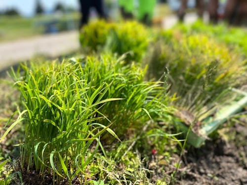 青々してる、コメの苗。