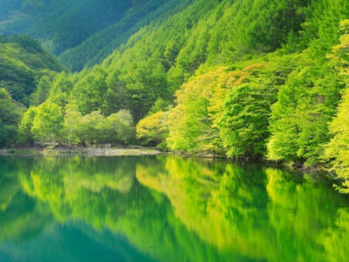 新緑の竜ヶ沢ダム