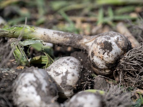 藤岡さんのにんにく