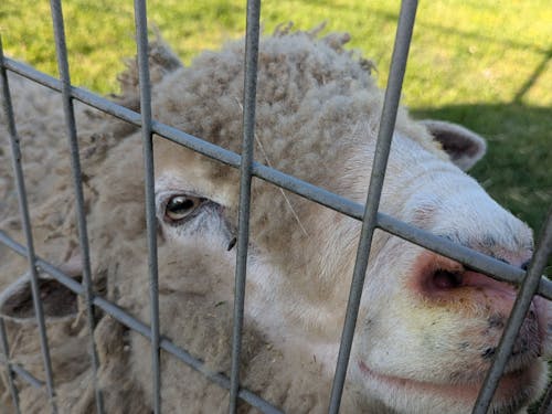 羊や犬などの動物も学校敷地内でのびのび暮らしています