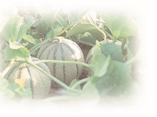 優しい甘さの花咲紅姫メロン