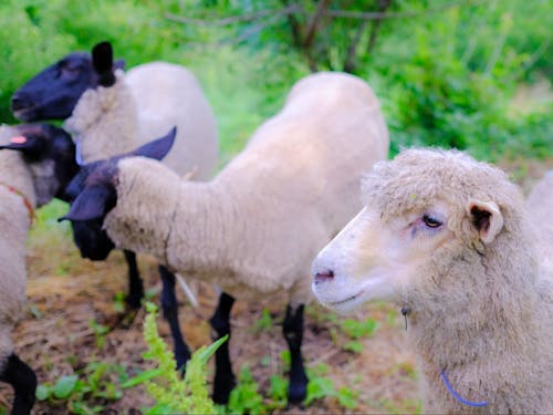 昨年からゆしおファームにやってきた6頭の羊。羊のお世話も日々の仕事です。