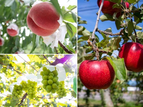 県内随一の果樹栽培。栽培に適した土地・気候で育った果樹は美味しい!