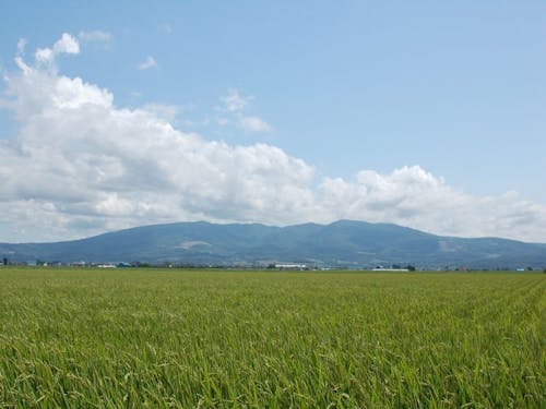 音江連山