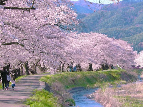 今年の桜も綺麗でした！（ミヤジマ）