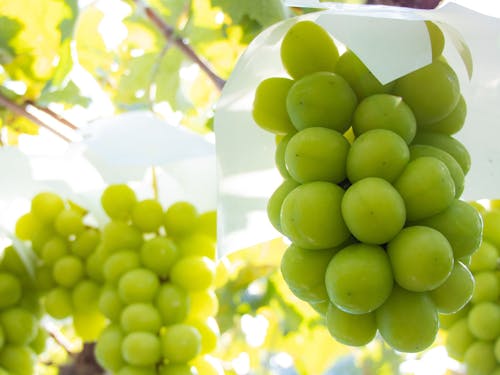 シャインマスカット。中野市のぶどう生産量は全国第4位!