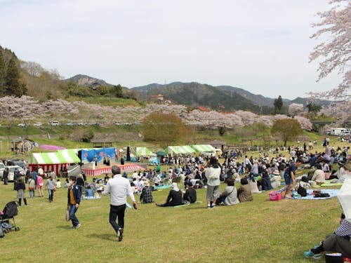 明神原なごみ広場桜まつり