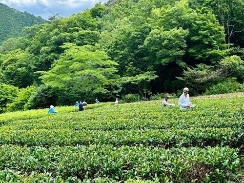 ㈱仙霊 茶園にて茶摘み体験🍃