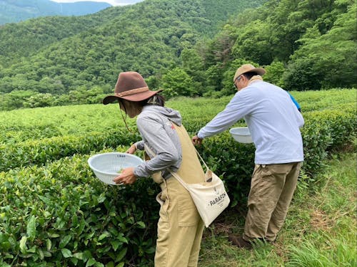 真剣に、そして無心にお茶摘みされています!
