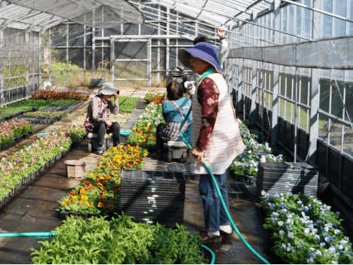 たくさんのお花に囲まれての水やり作業。農業といっても力仕事ばかりではありません。