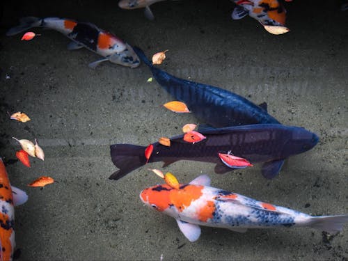 村では水路の音が響き、鯉も泳いでいます✨