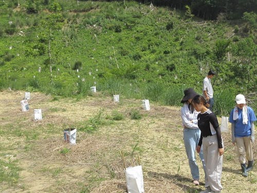 ウラジロガシの苗による新植地