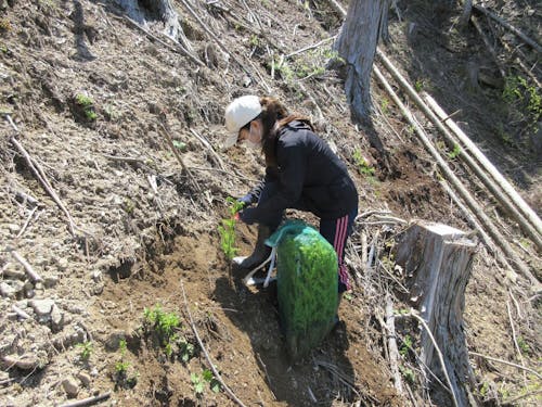 スギ苗の植付け作業