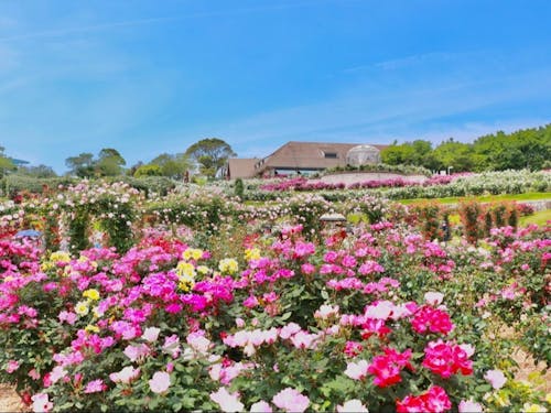 約1万株のバラが咲き誇るかのやバラ園