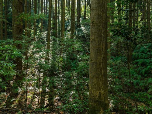 森の資源を活用することは、森を守り人の暮らしを守ることに繋がります。