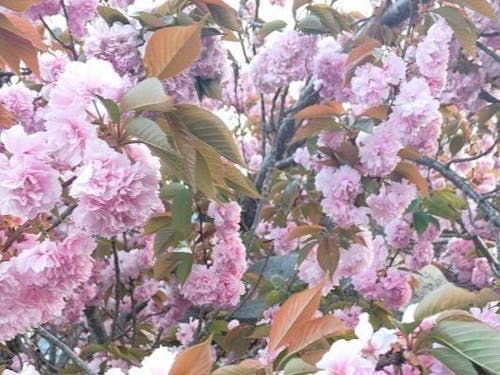 ふわふわで可愛らしい八重桜