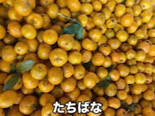 町木たちばなの実