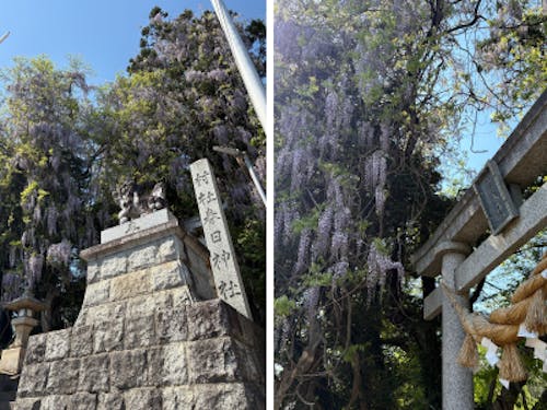 明治時代から老藤として咲き続けている大フジ。