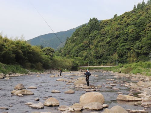 シーズンになると県内外から鮎釣り客が訪れます