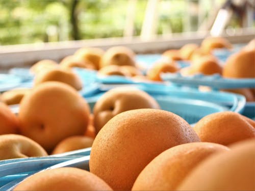 甘くて美味しい梨が収穫されているよ