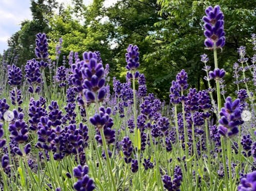 コロンとした形が愛らしいイングリッシュラベンダー