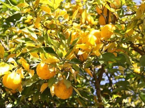 茂木町の誇るおいしい恵み、ゆず!