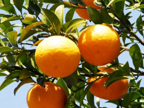 【尾鷲甘夏】尾鷲の温かい気候で育つ甘夏は甘みと酸味のバランスが絶妙