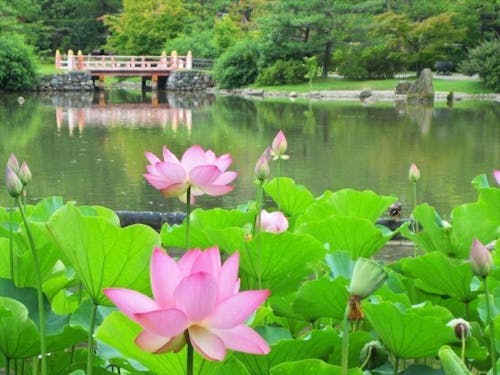 白水阿弥陀堂の古代ハス