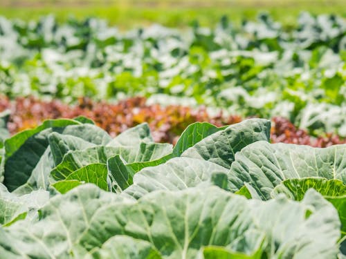 農ある暮らしも実現できます