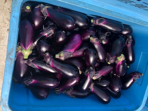 安田町内には、たくさんのナス農家さんがいます