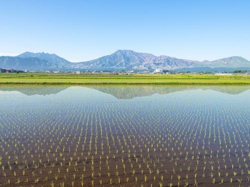 田んぼと阿蘇山